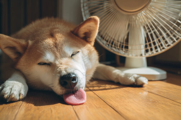 Local Expert Predicts Memecoins Will Evolve in a Changing Crypto Landscape